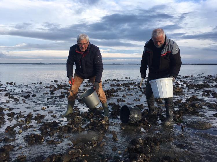 Oesters rapen Yerseke