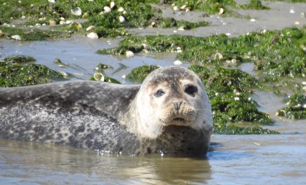 Zeehonden-marstrand