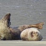 zeehonden bekijken oosterschelde