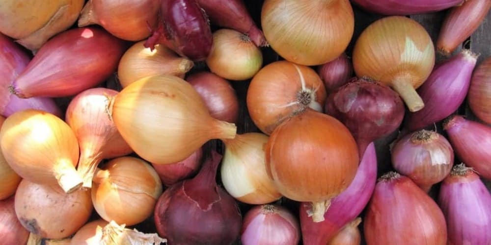 Ontdek waarom er zoveel uien zijn in Reimerswaal Tourist Shop Yerseke