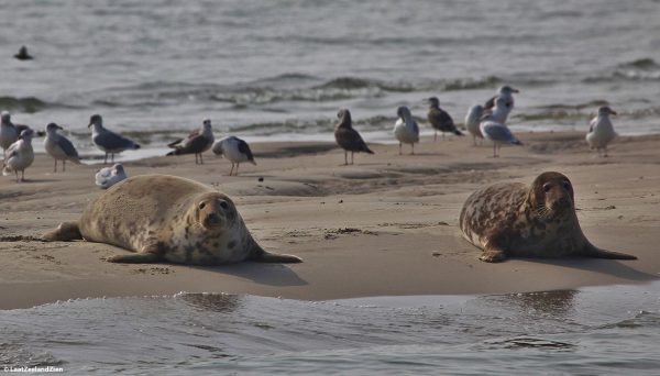 zeehonden