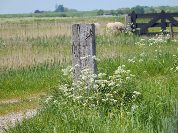 Yerseke Moer wandelen