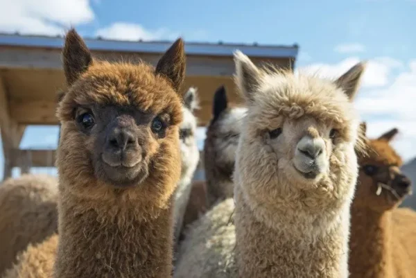 alpacas
